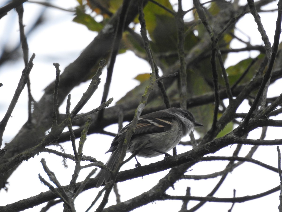 White-throated Tyrannulet - Natalia Yepes