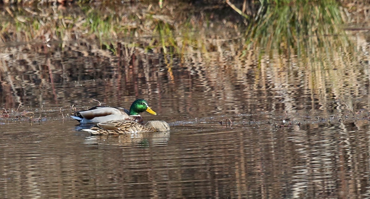 Canard colvert - ML614569770