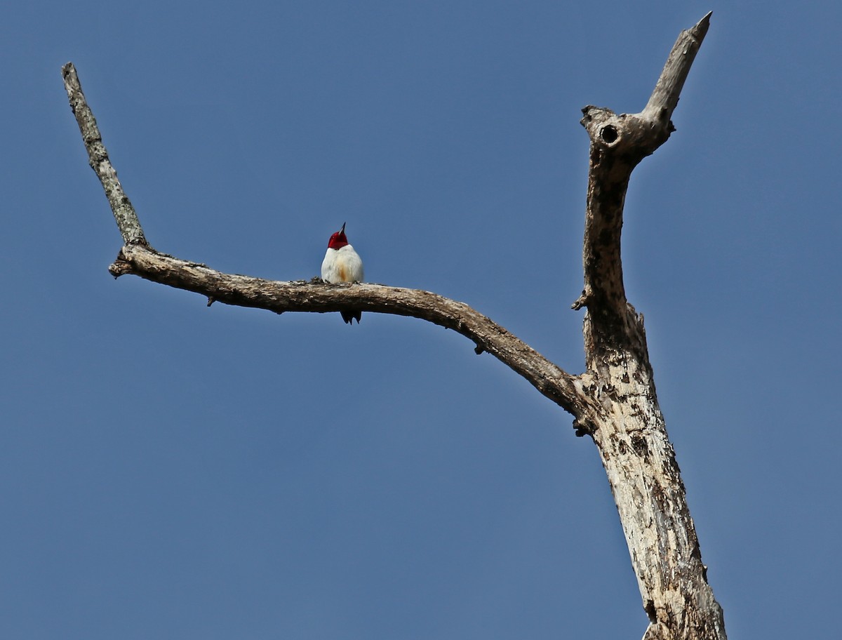 Pic à tête rouge - ML614569783