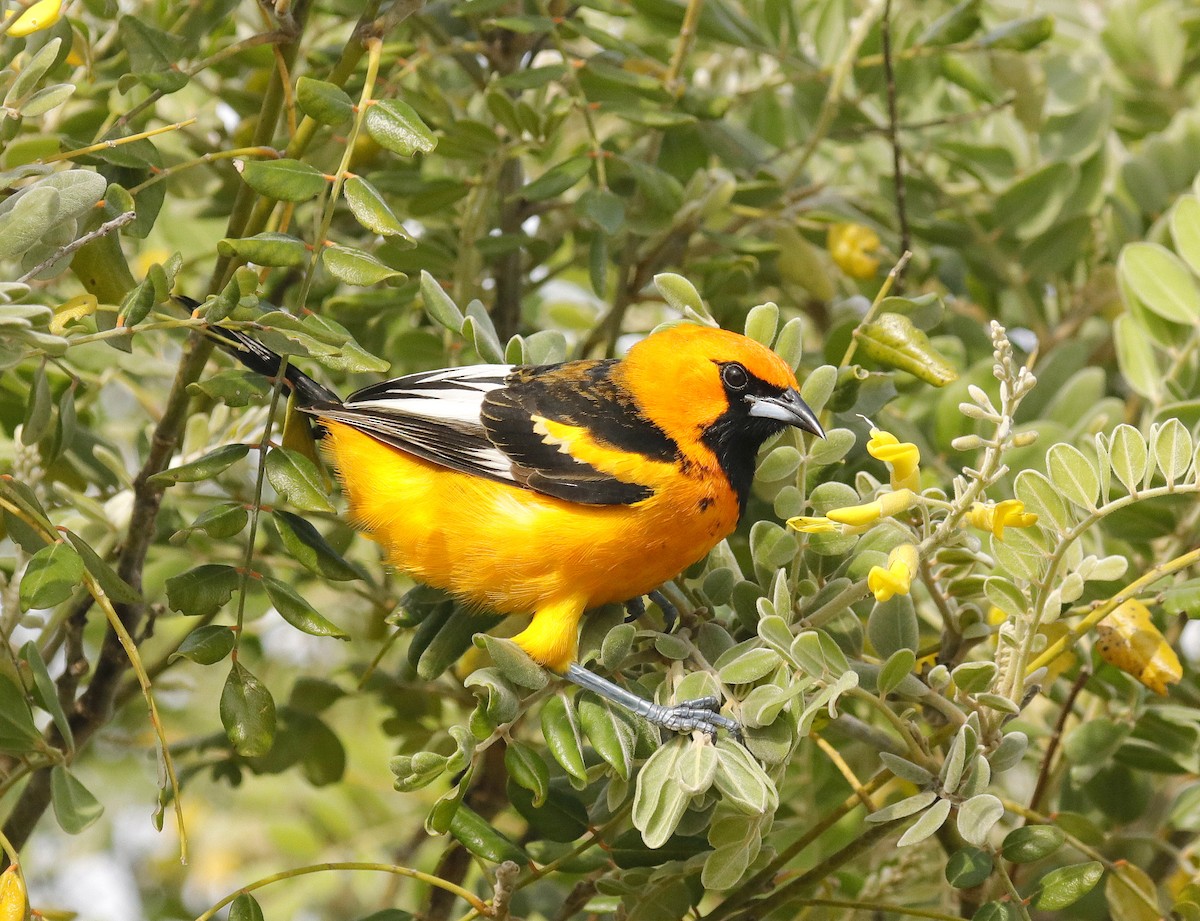 Spot-breasted Oriole - Linda  Fell