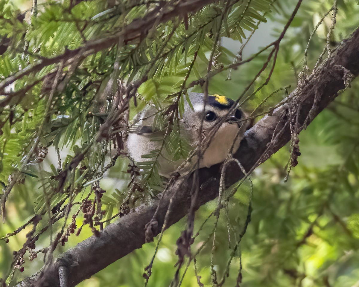 Golden-crowned Kinglet - ML614569847