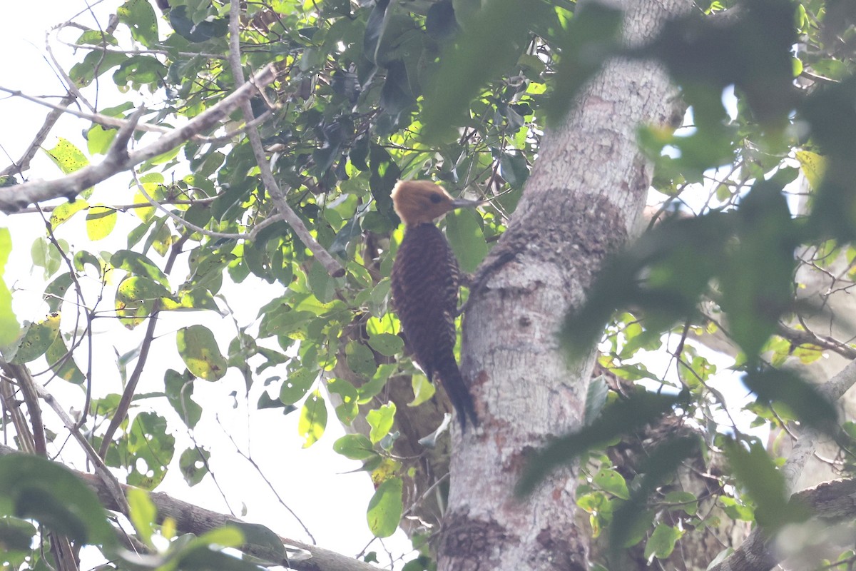 Ringed Woodpecker (Atlantic Black-breasted) - ML614569872