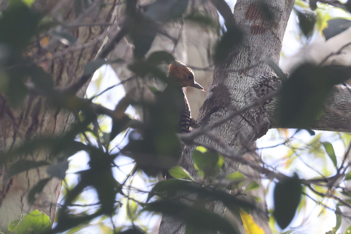 Ringed Woodpecker (Atlantic Black-breasted) - Charles Davies