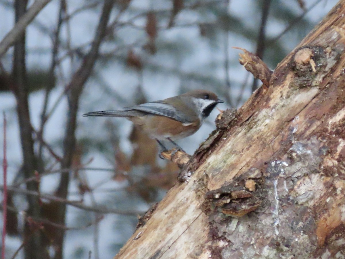 Mésange à tête brune - ML614569913