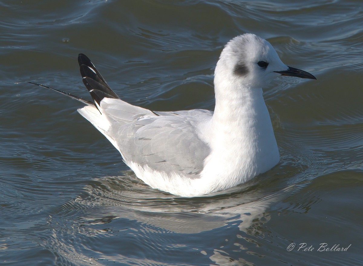 Bonaparte's Gull - ML614569996