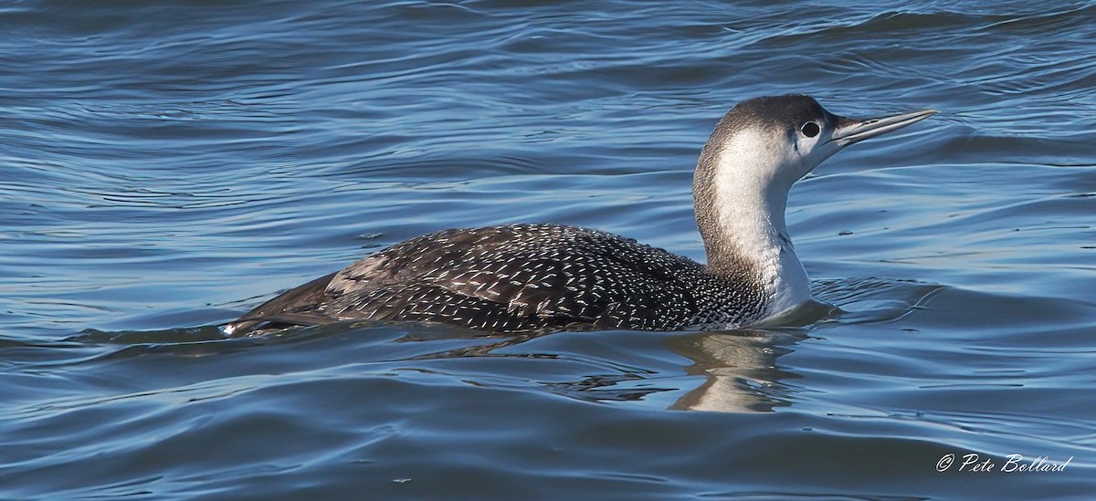 Red-throated Loon - ML614570003
