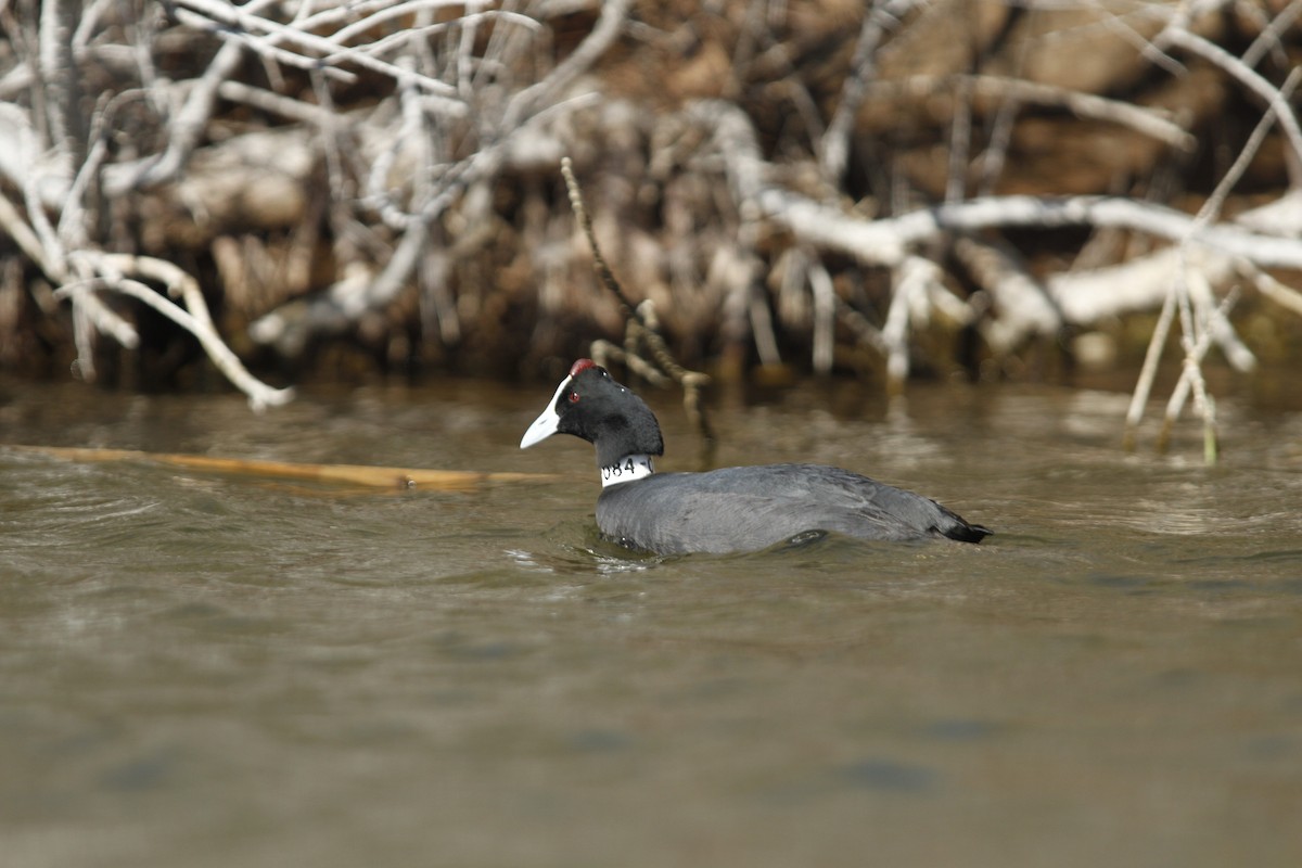 Red-knobbed Coot - ML614570022