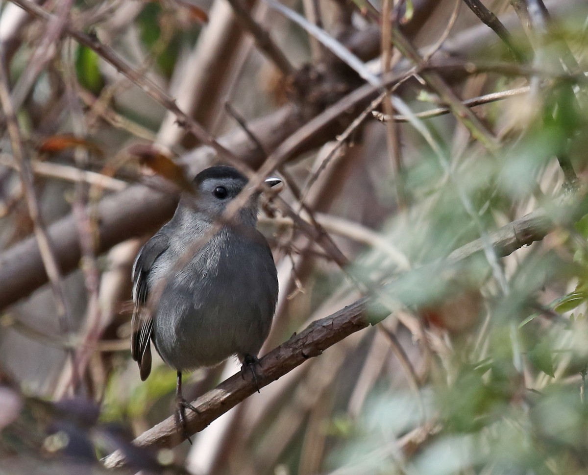 Gray Catbird - ML614570140