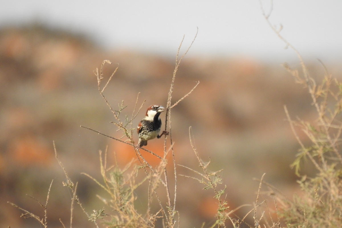 Spanish Sparrow - ML614570144