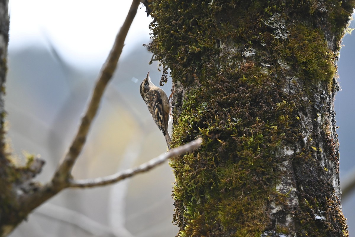 Sichuan Treecreeper - ML614570203