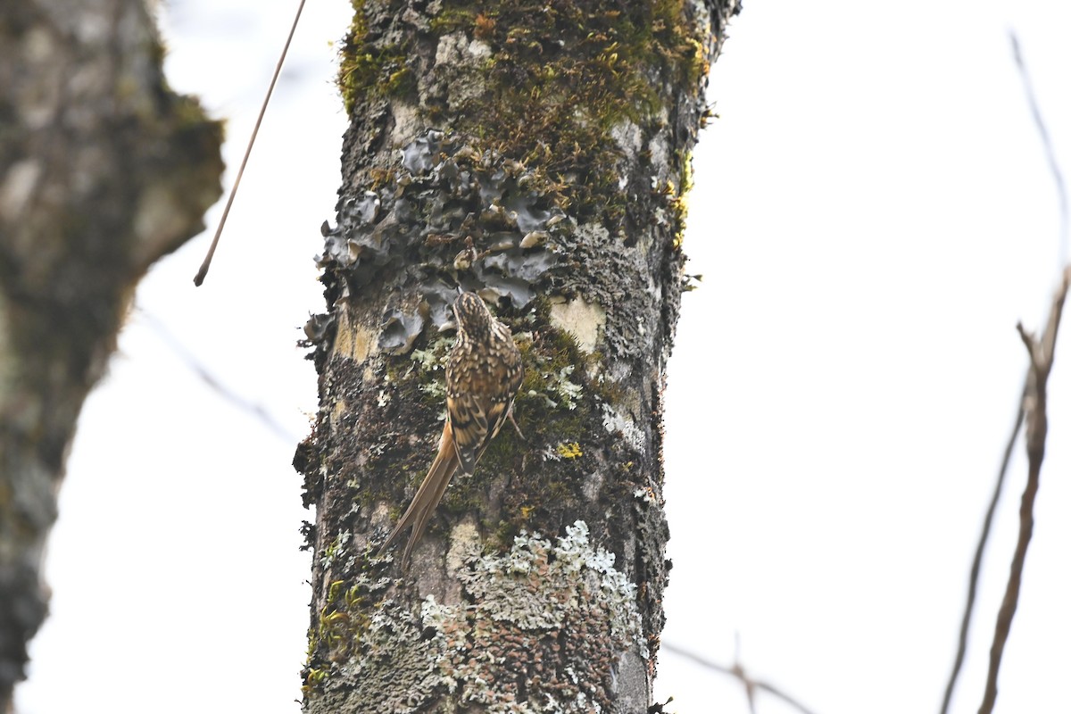 Sichuan Treecreeper - ML614570204