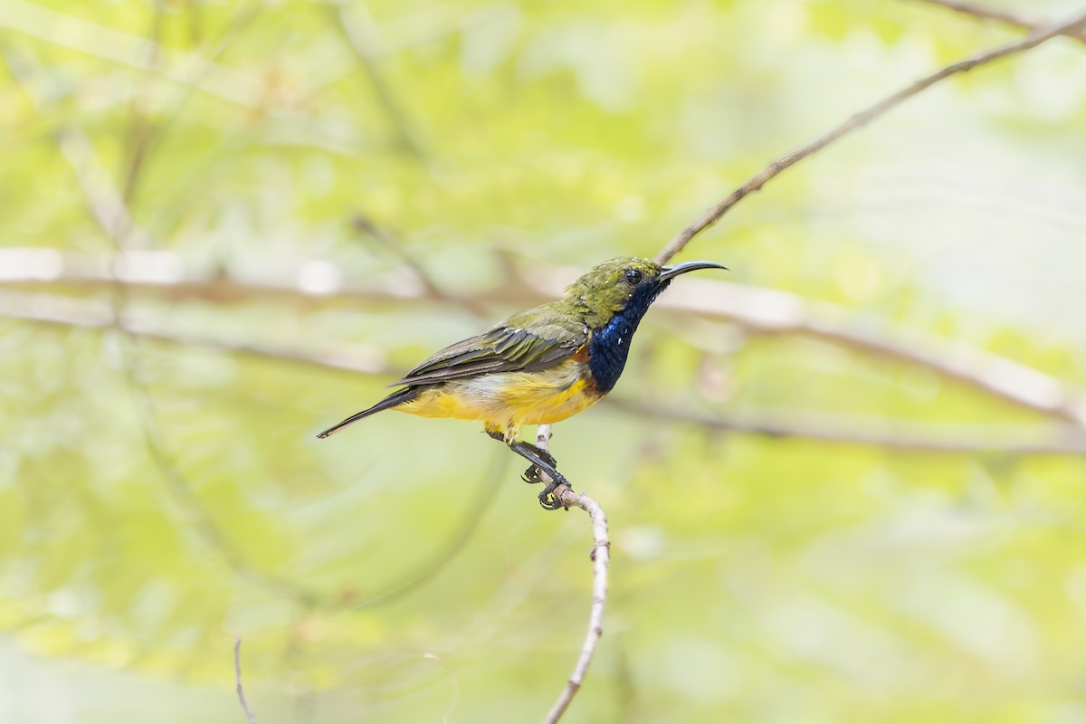 Ornate Sunbird - arjun basandrai