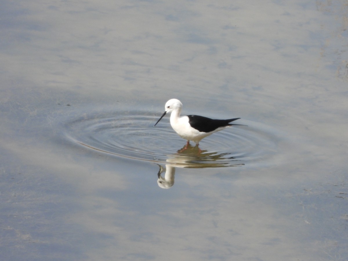 Black-winged Stilt - Nicolas Detriche