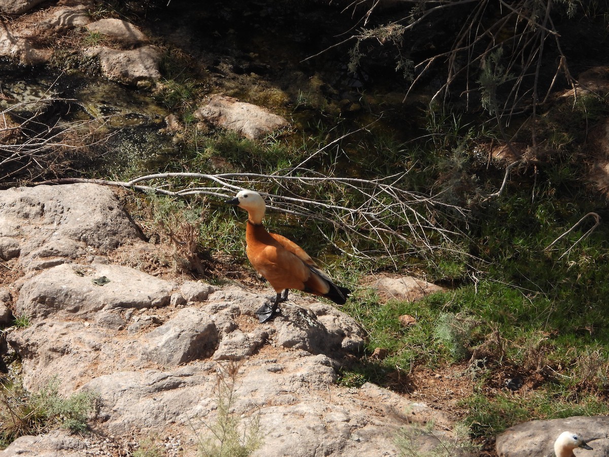 Ruddy Shelduck - Nicolas Detriche