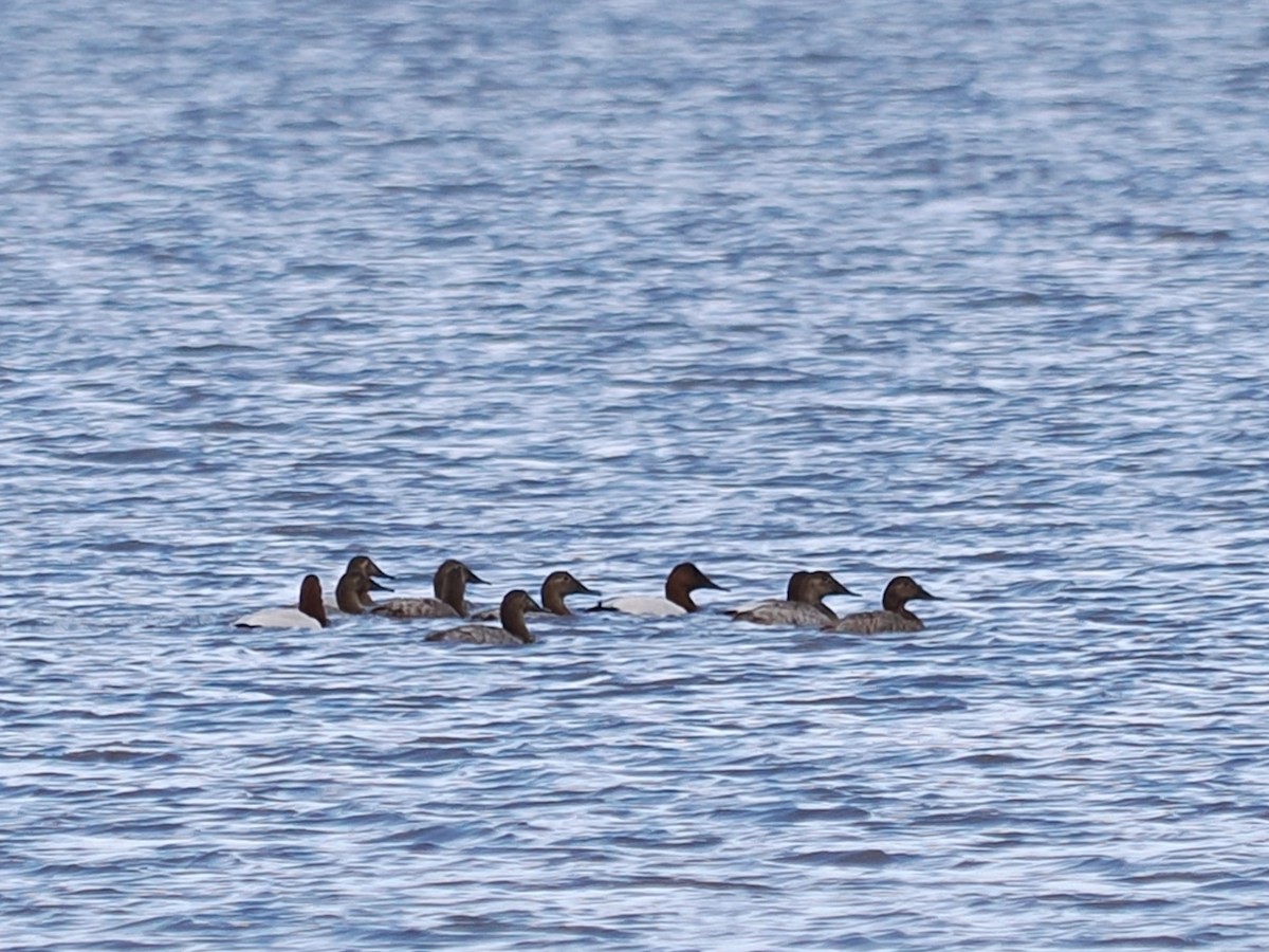 Canvasback - ML614570276