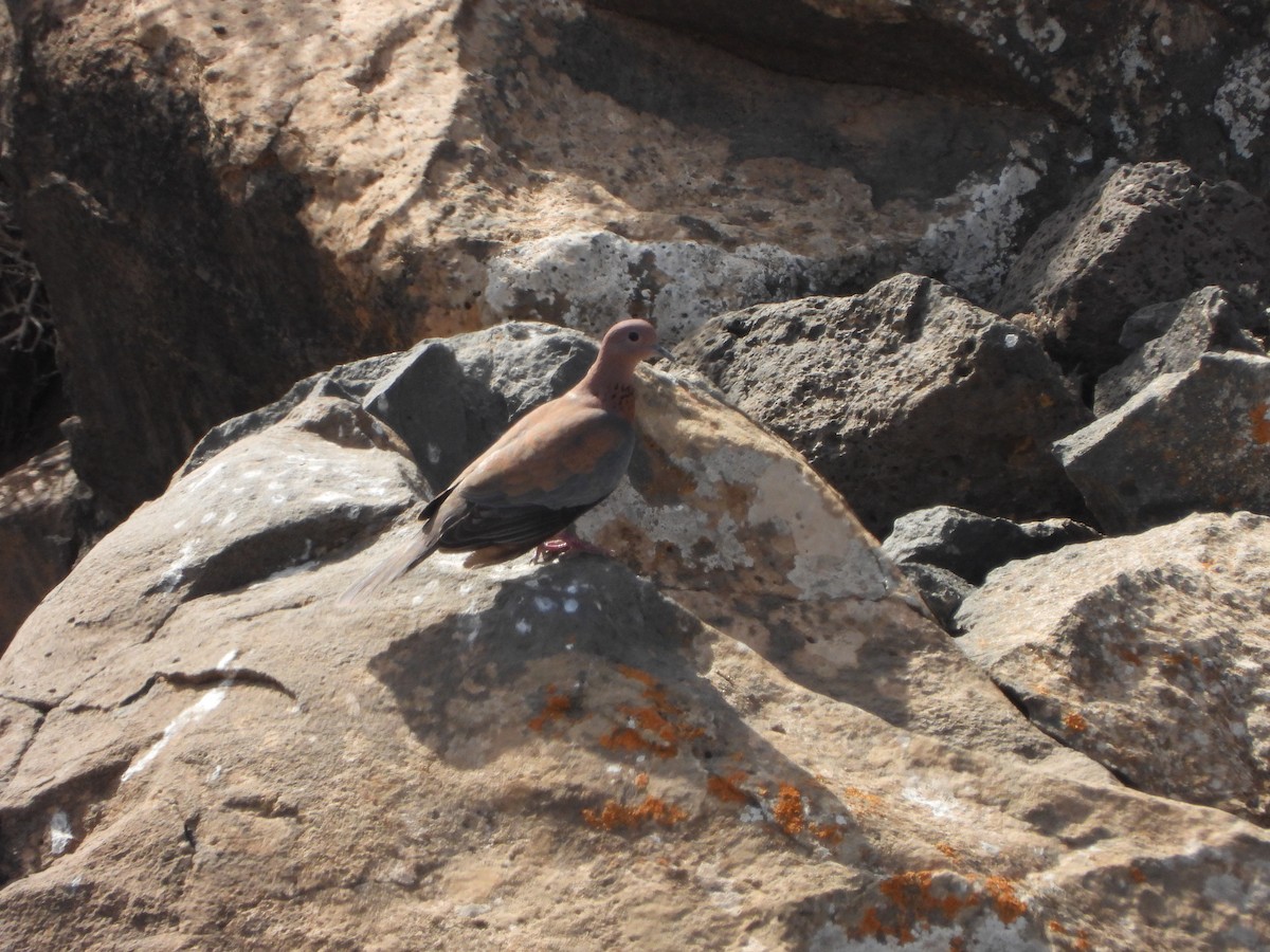 Laughing Dove - Nicolas Detriche