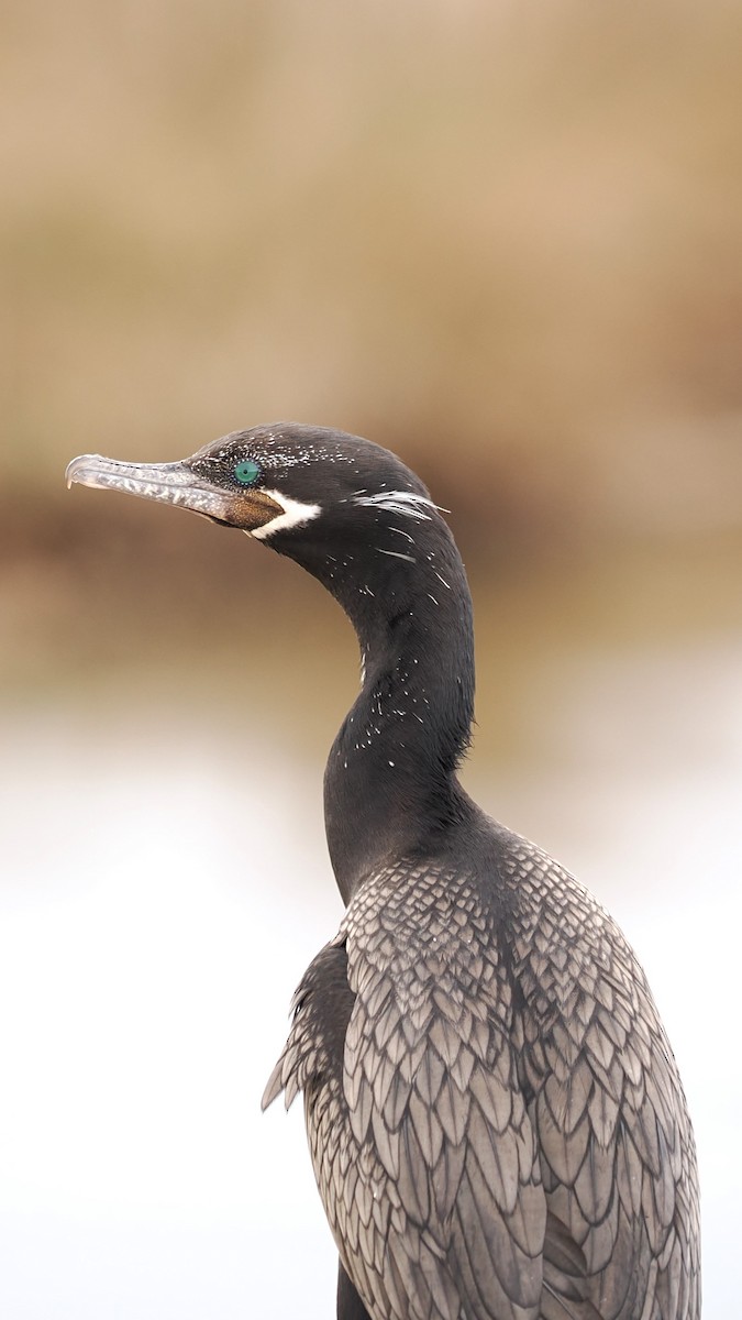 Cormorán Biguá - ML614570337