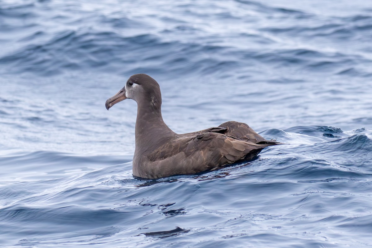Black-footed Albatross - Mason Flint