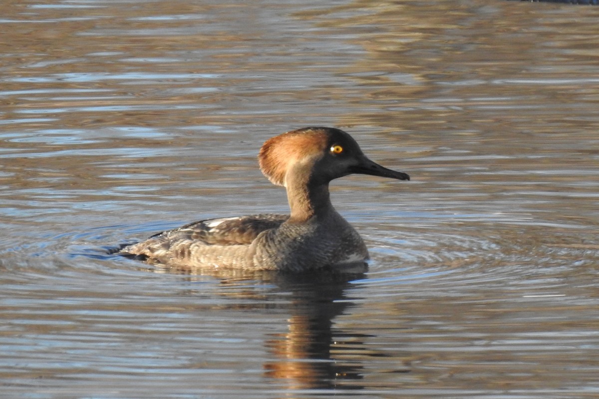 Hooded Merganser - ML614570360