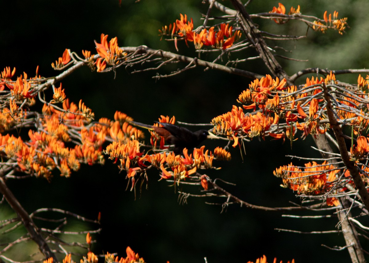 Crested Oropendola - ML614570417