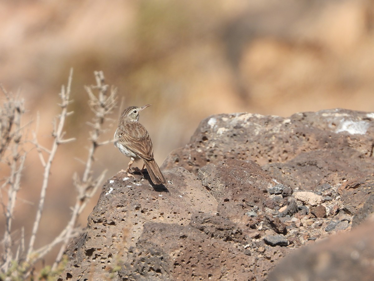 Berthelot's Pipit - Nicolas Detriche