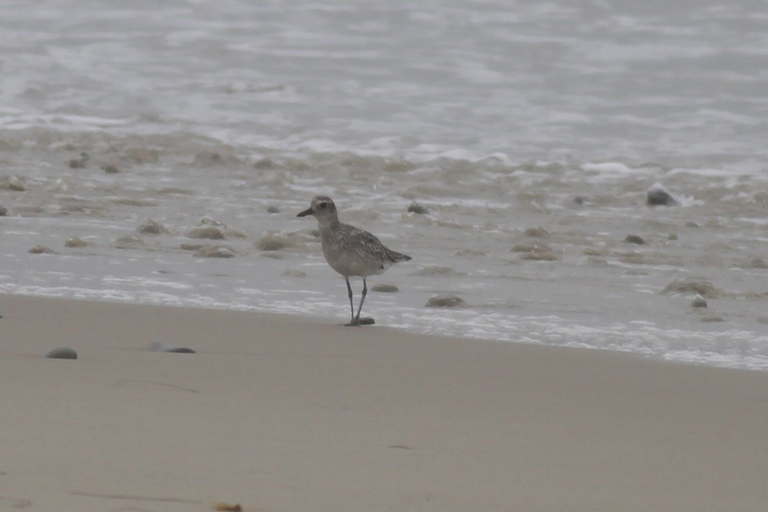 Black-bellied Plover - ML614570460