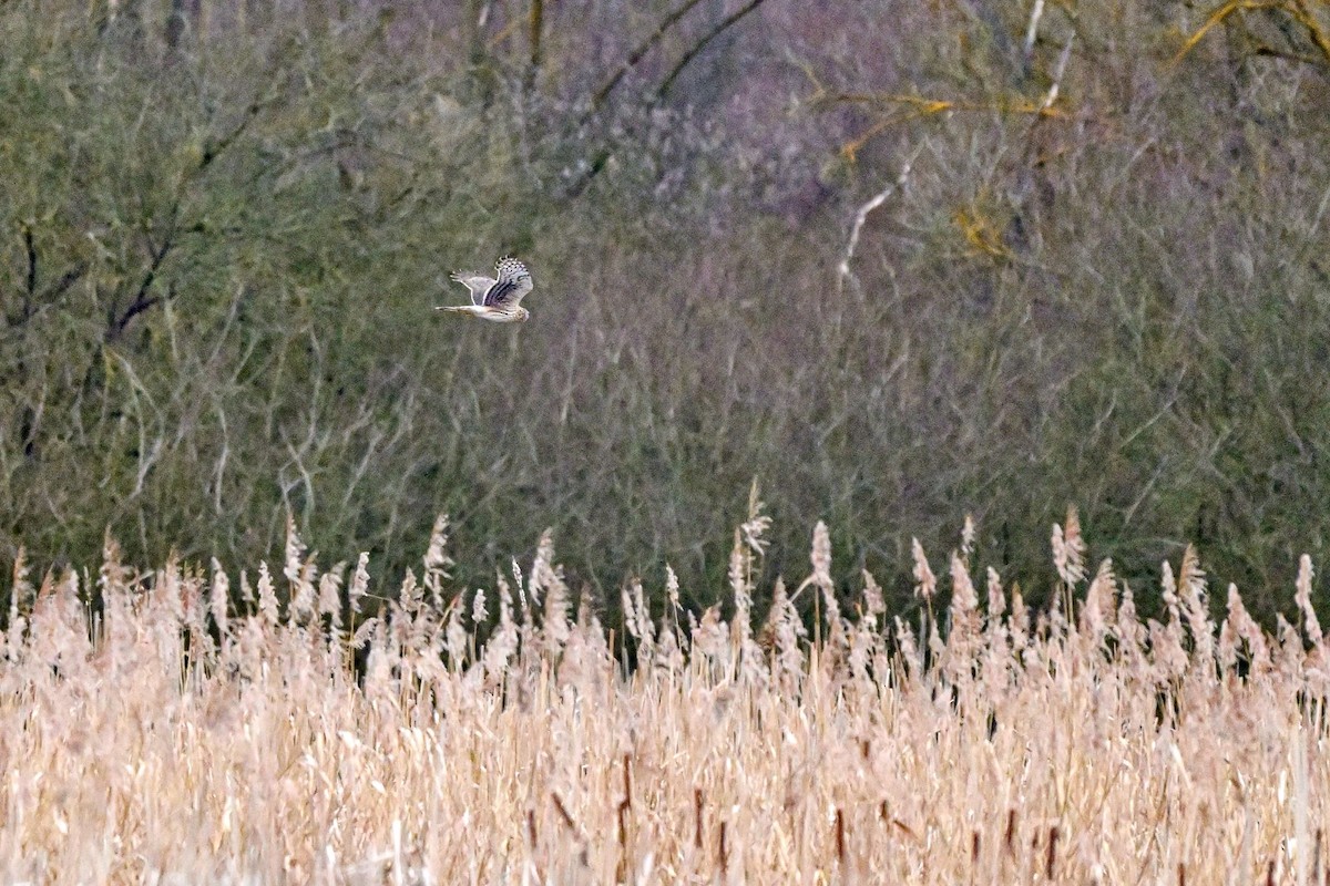 Hen Harrier - ML614570495