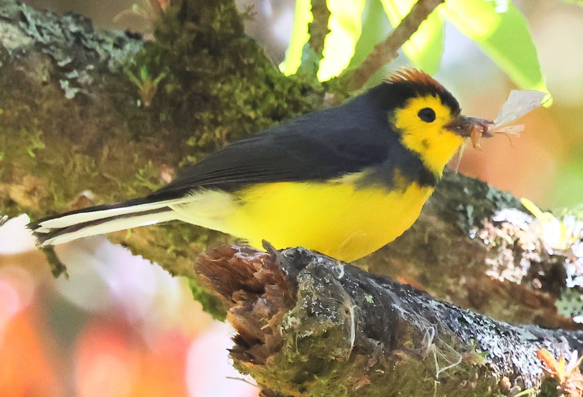 Collared Redstart - Dave Czaplak