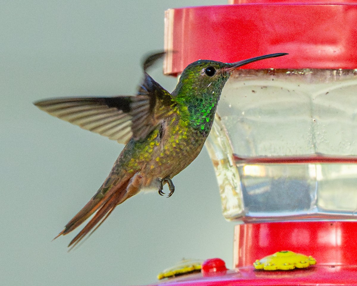 Buff-bellied Hummingbird - Dori Eldridge
