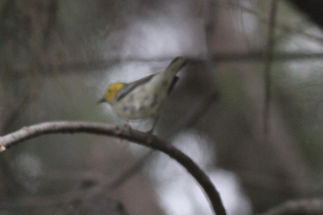 Hermit Warbler - ML614570533