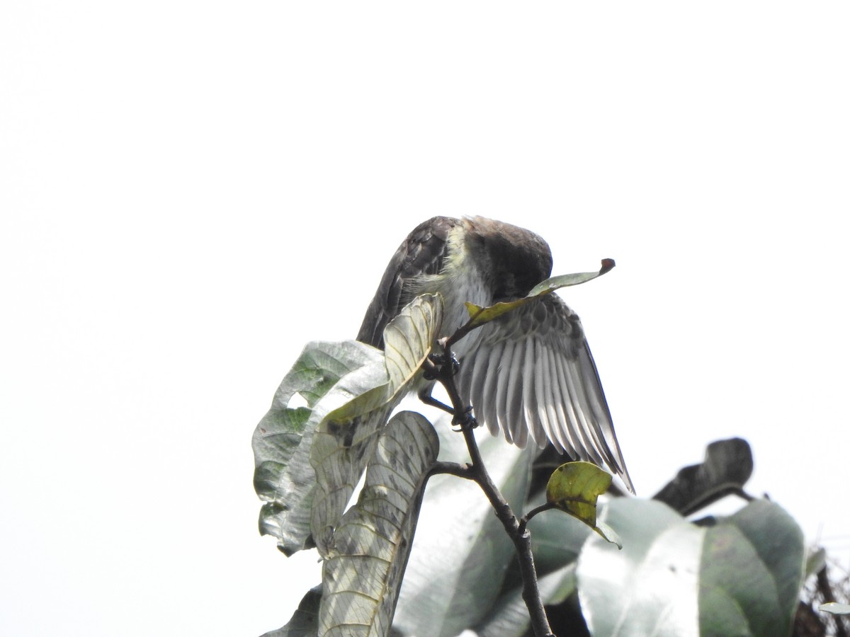 Piratic Flycatcher - ML614570552