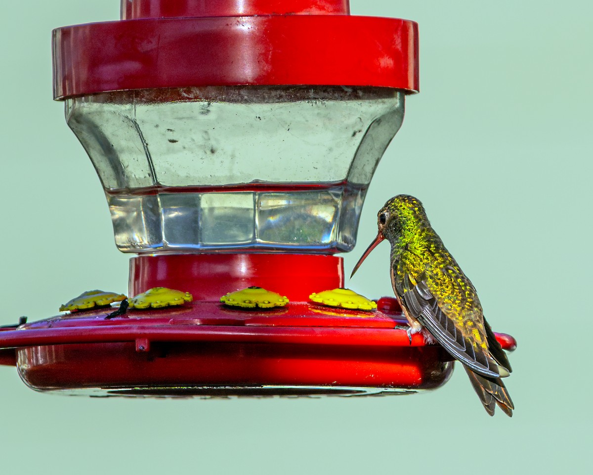 Buff-bellied Hummingbird - ML614570563