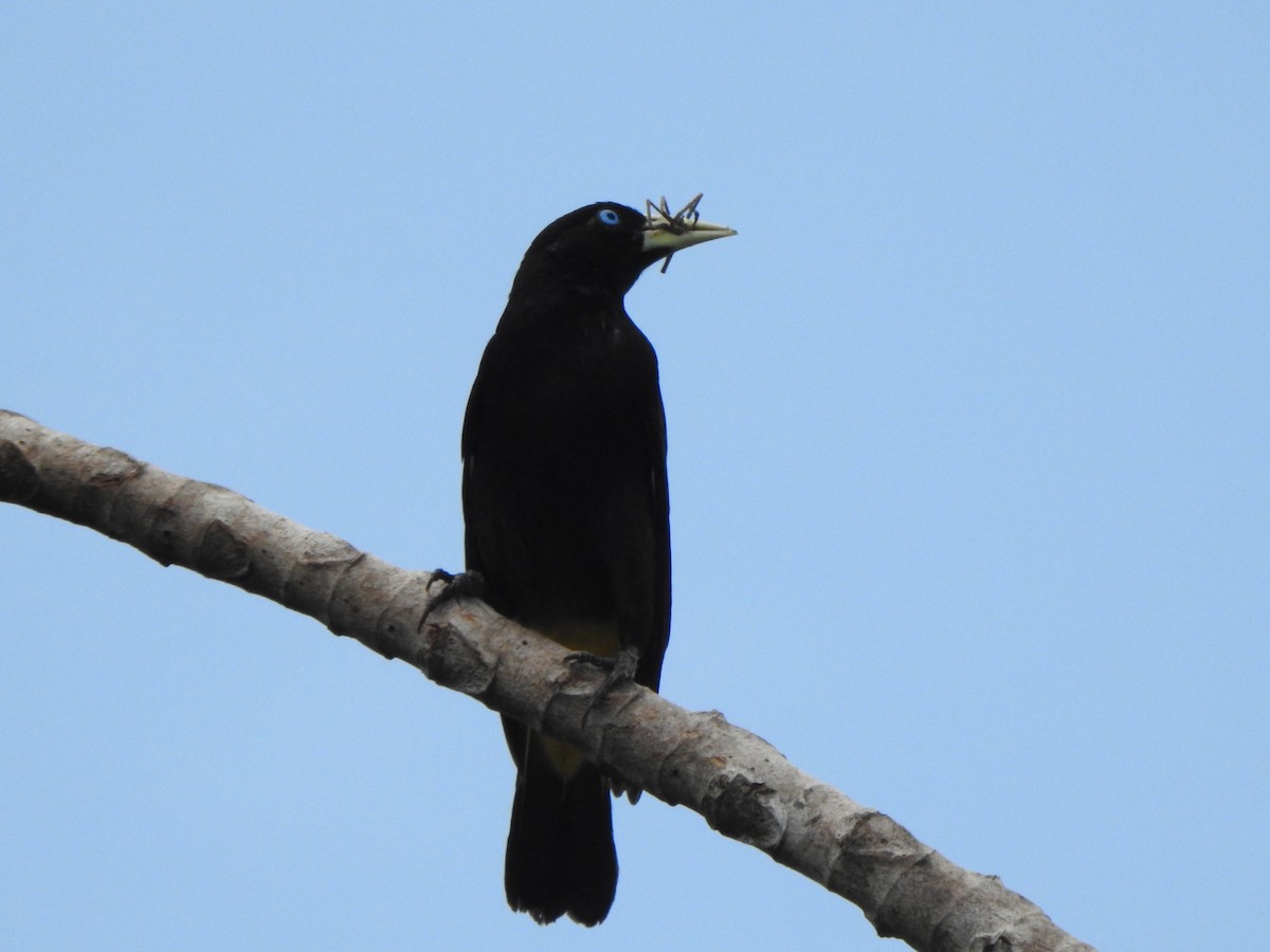 Yellow-rumped Cacique - ML614570570