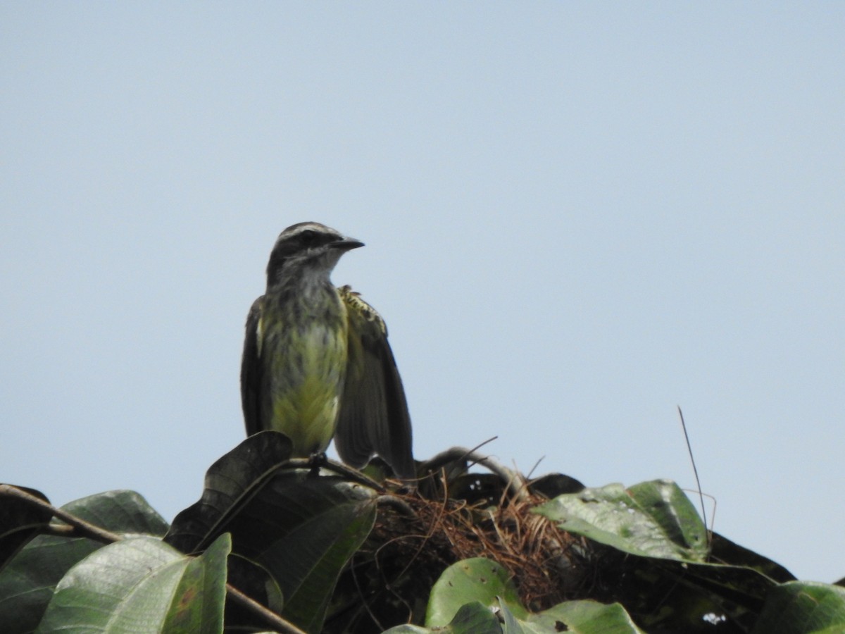 Piratic Flycatcher - ML614570587