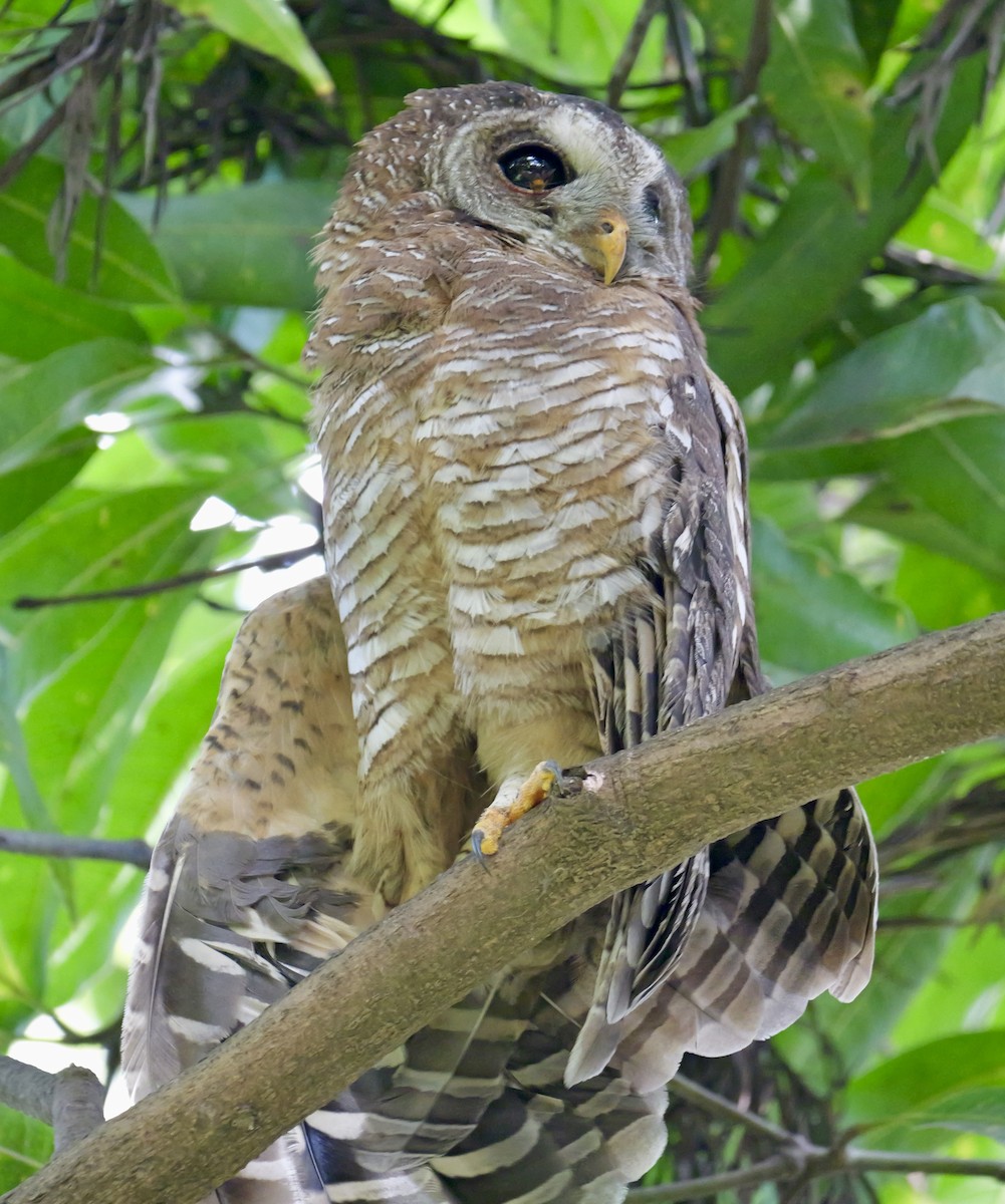 African Wood-Owl - Valerie Gebert