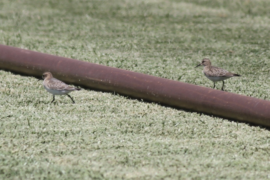 ヒメウズラシギ - ML614570646