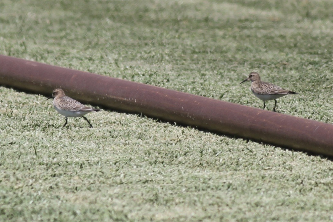 Baird's Sandpiper - ML614570646