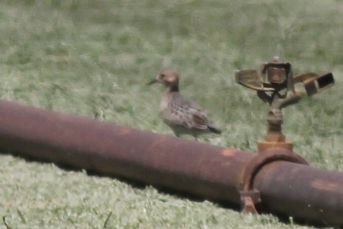 Buff-breasted Sandpiper - ML614570651