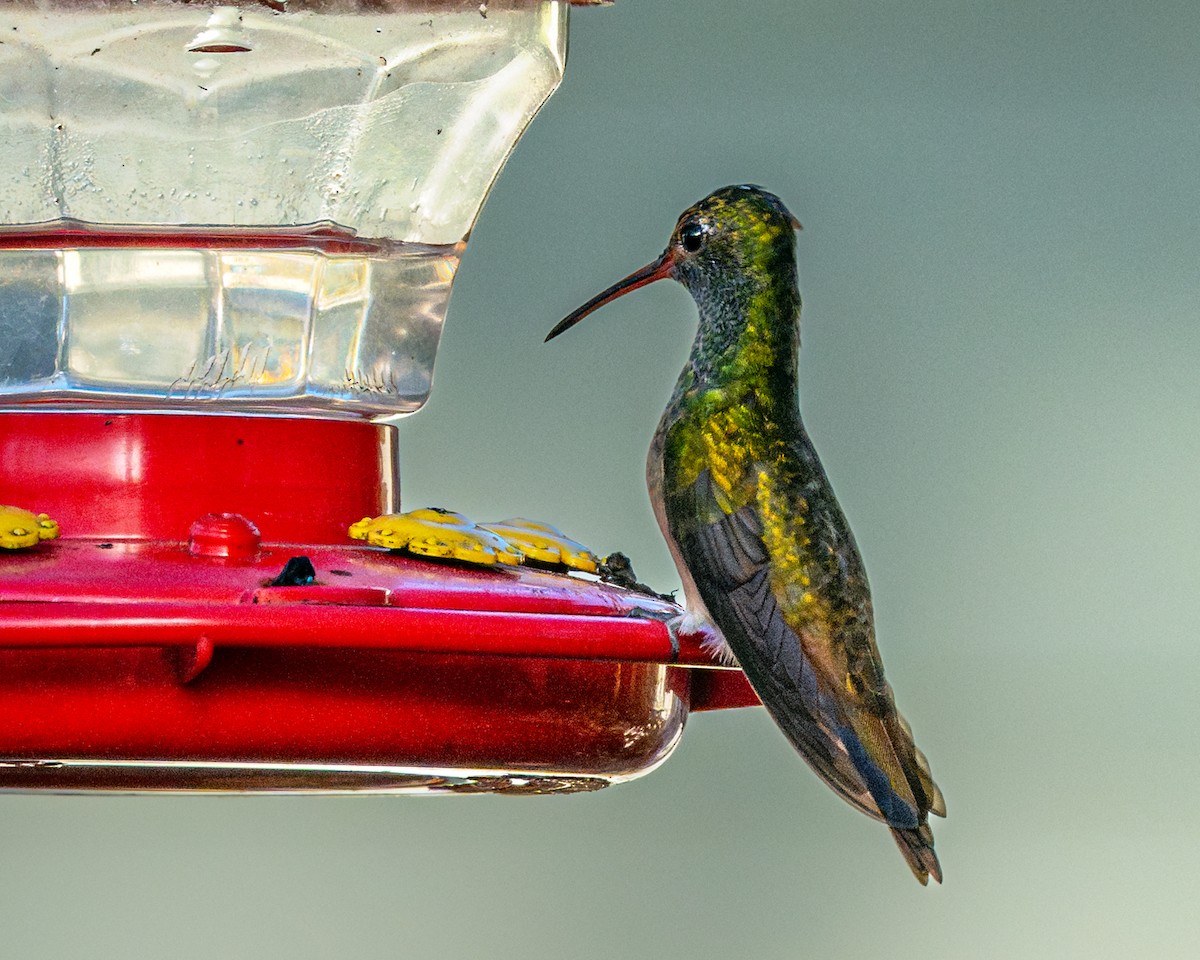 Buff-bellied Hummingbird - ML614570653