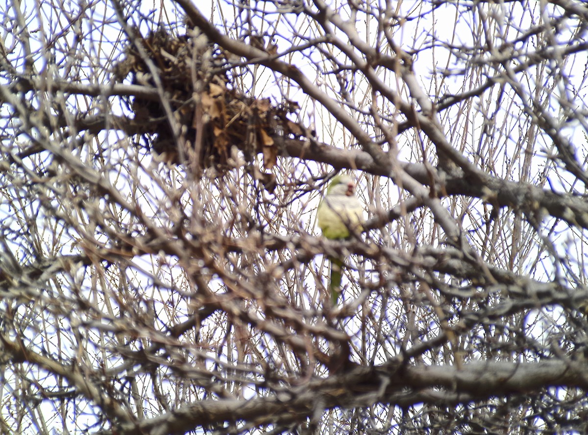 Monk Parakeet - ML614570662