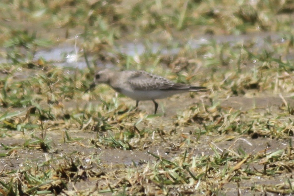 Baird's Sandpiper - ML614570672