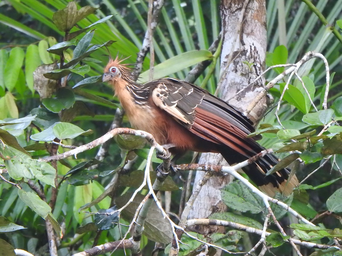 Speckled Chachalaca - ML614570679