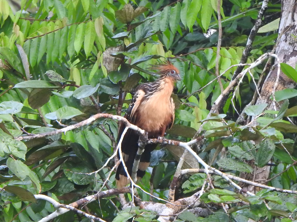 Speckled Chachalaca - ML614570682