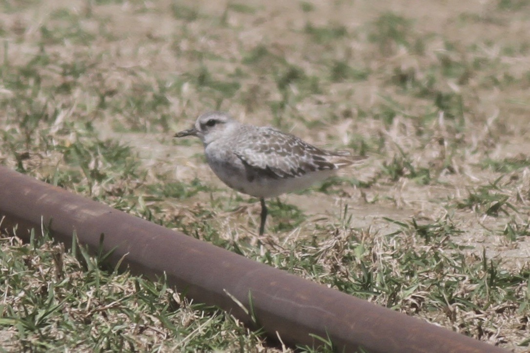 Black-bellied Plover - ML614570683