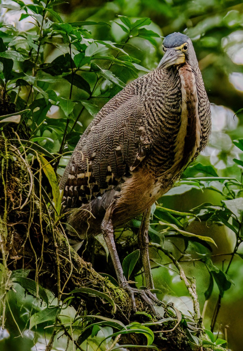 Fasciated Tiger-Heron - ML614570687