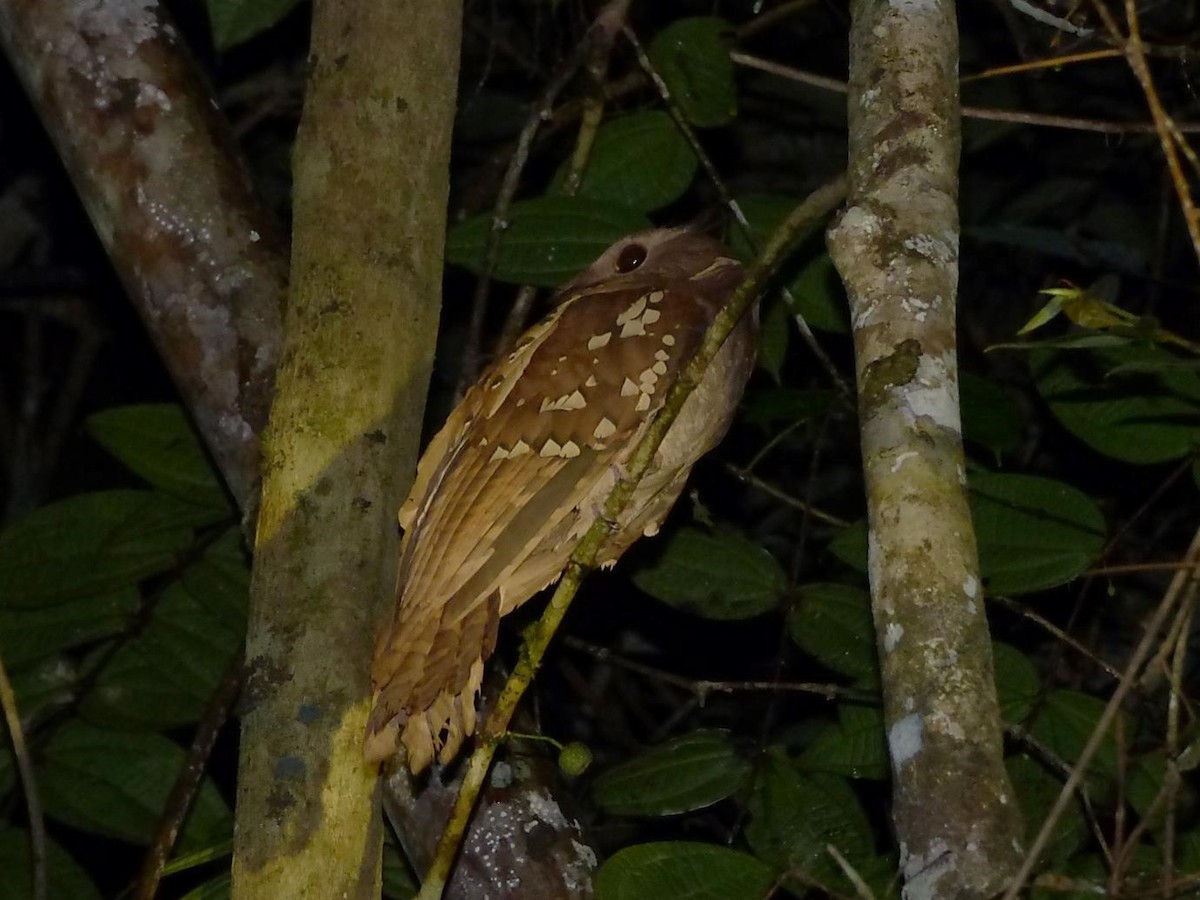 Dulit Frogmouth - ML614570727