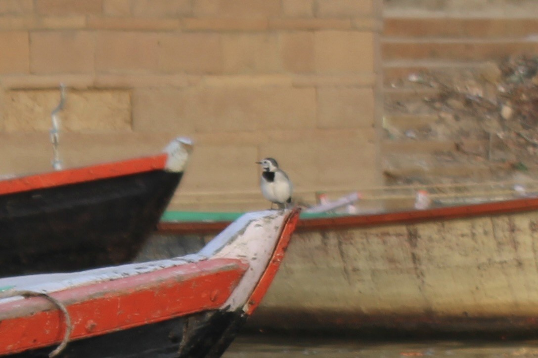 White Wagtail - ML614570761