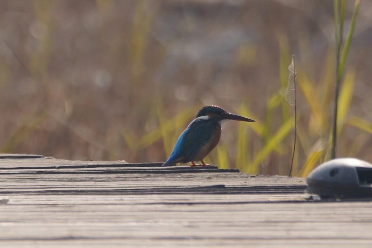 Common Kingfisher - ML614570842