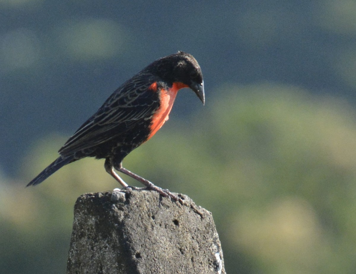 Red-breasted Meadowlark - ML614570851