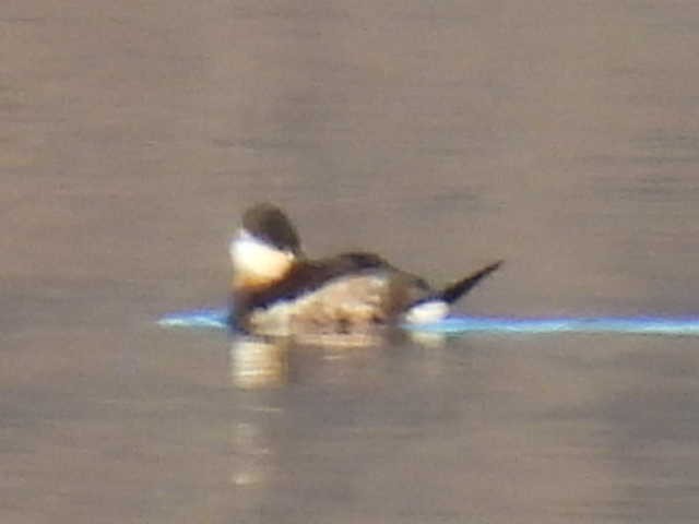 Ruddy Duck - ML614570865